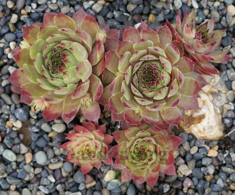 Photo of Hen and Chicks (Sempervivum 'Dallas') uploaded by Patty