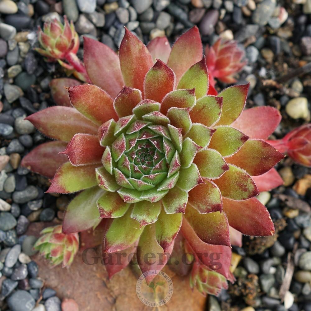 Photo of Hen and Chicks (Sempervivum 'Aglow') uploaded by Patty