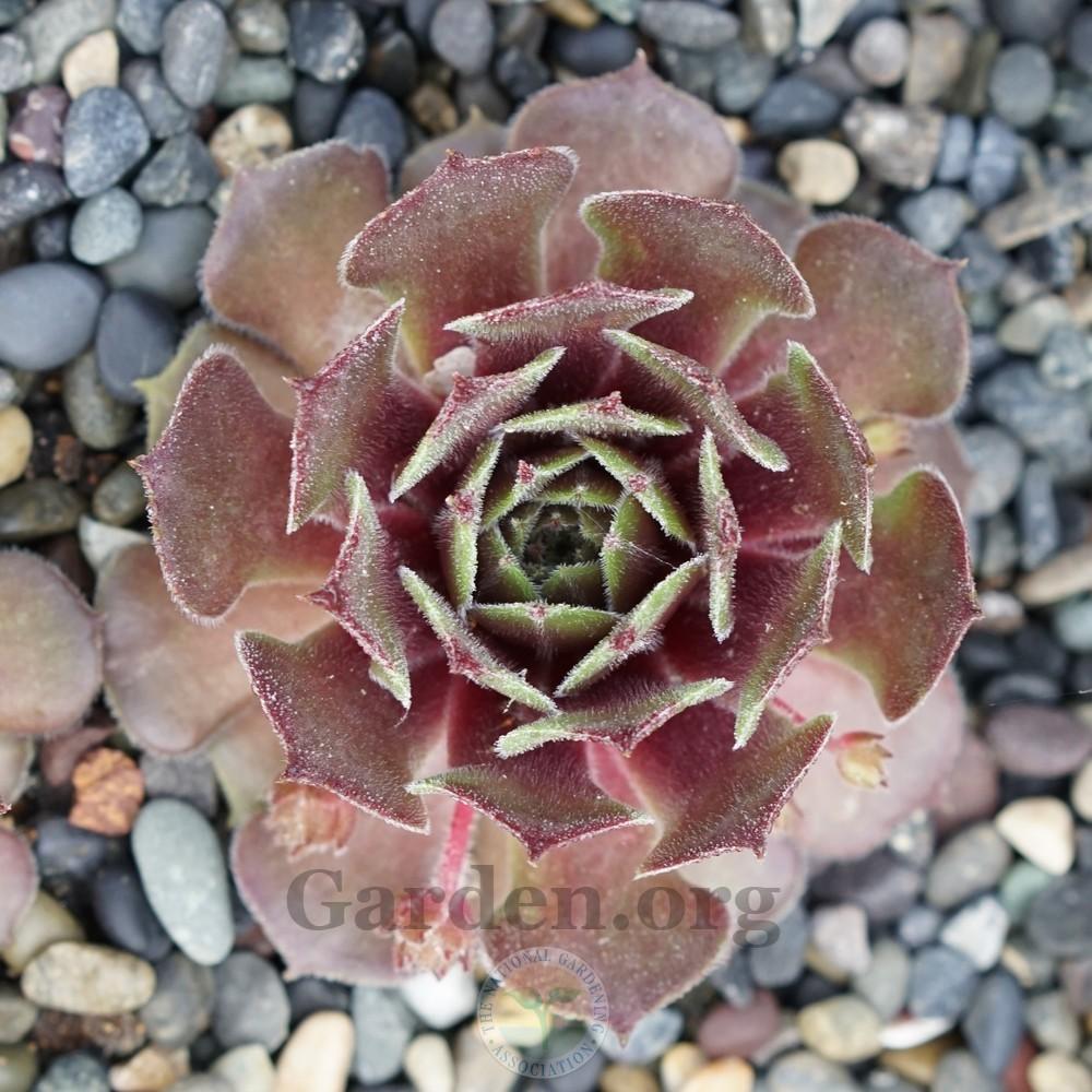 Photo of Hen and Chicks (Sempervivum 'Heliotroop') uploaded by Patty