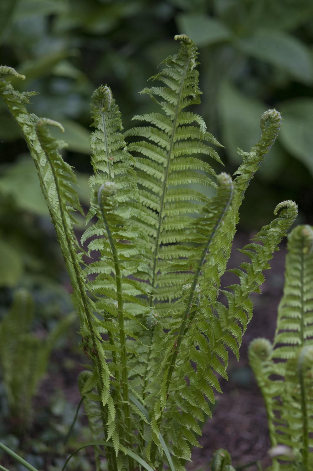 Photo of Ostrich Fern (Matteuccia struthiopteris) uploaded by cliftoncat