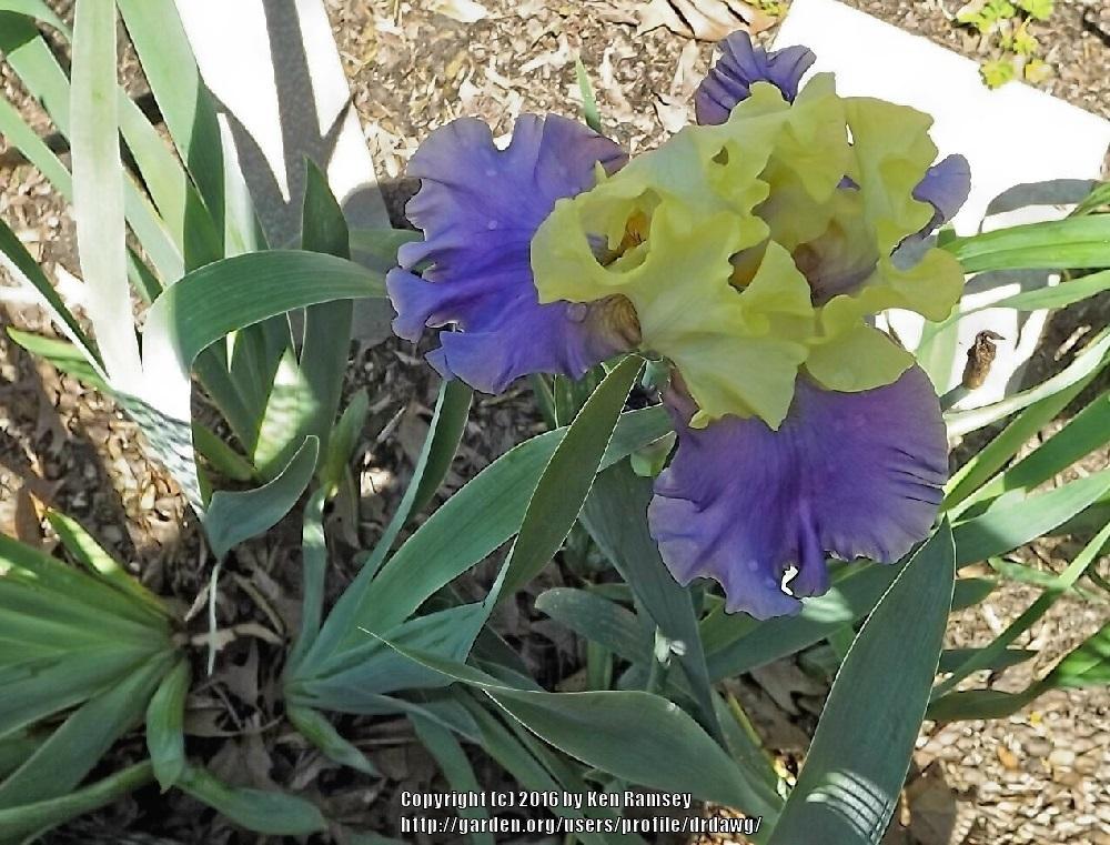 Photo of Tall Bearded Iris (Iris 'Edith Wolford') uploaded by drdawg