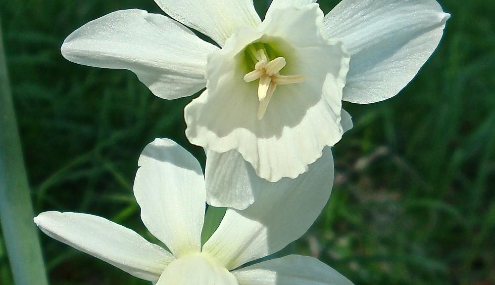 Photo of Triandrus Daffodil (Narcissus 'Thalia') uploaded by flaflwrgrl