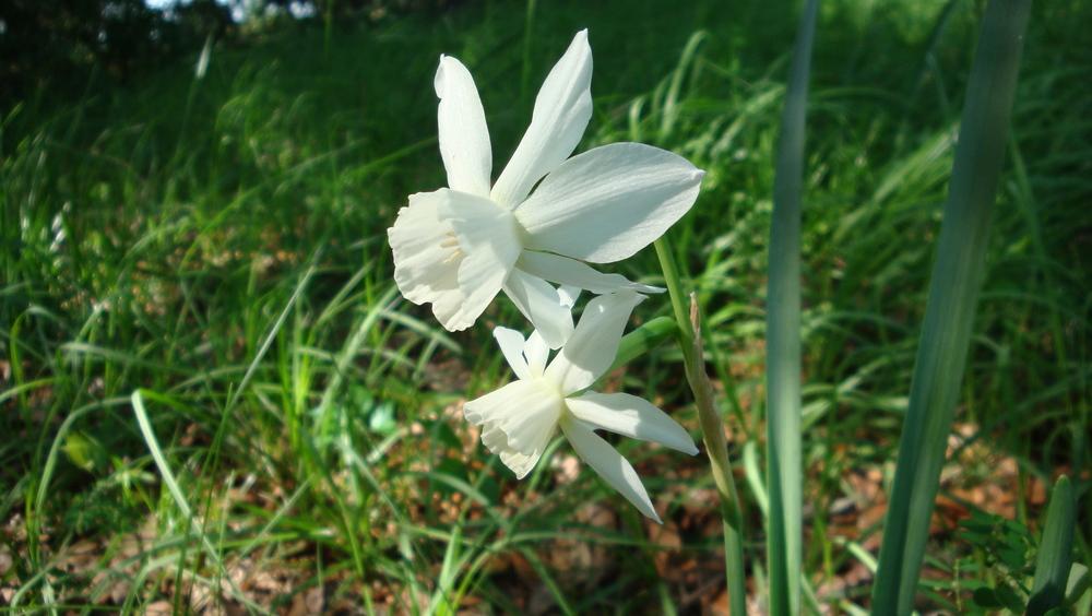 Photo of Triandrus Daffodil (Narcissus 'Thalia') uploaded by flaflwrgrl