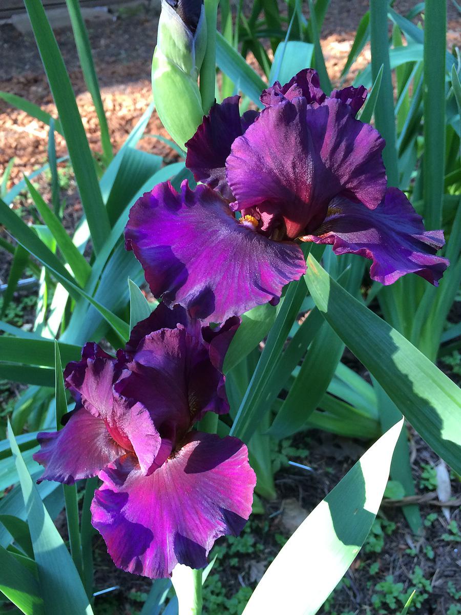 Photo of Tall Bearded Iris (Iris 'Red Handed') uploaded by lharvey16