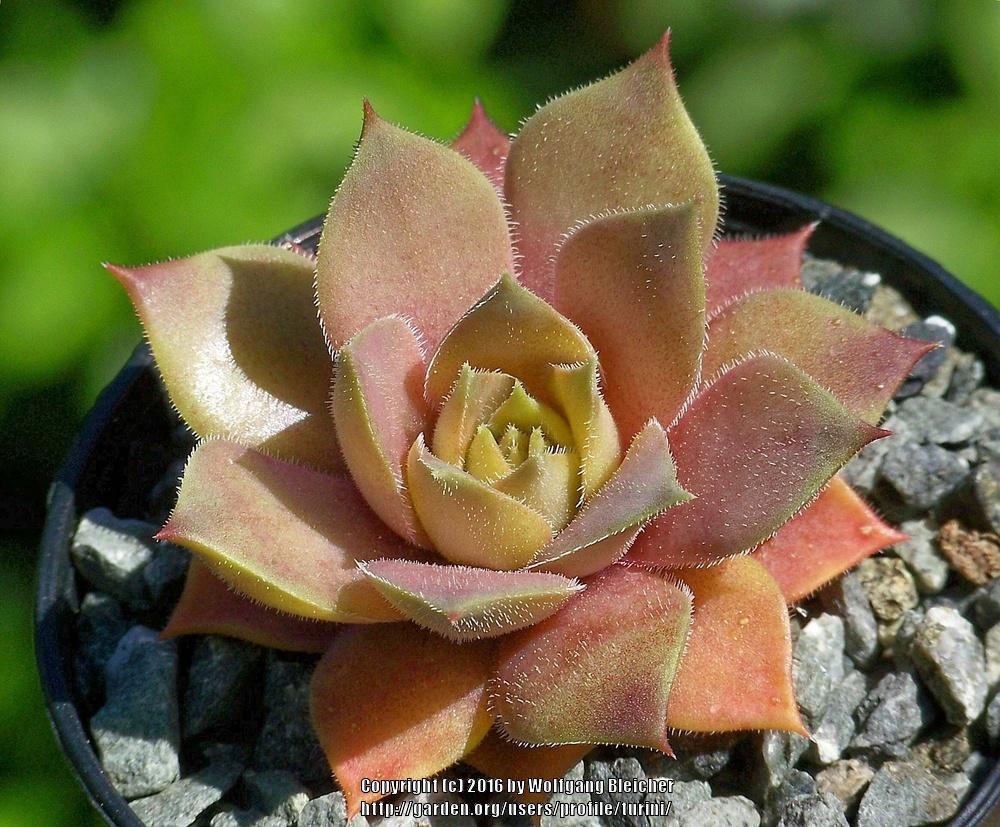 Photo of Hen and Chicks (Sempervivum 'Vanto') uploaded by turini
