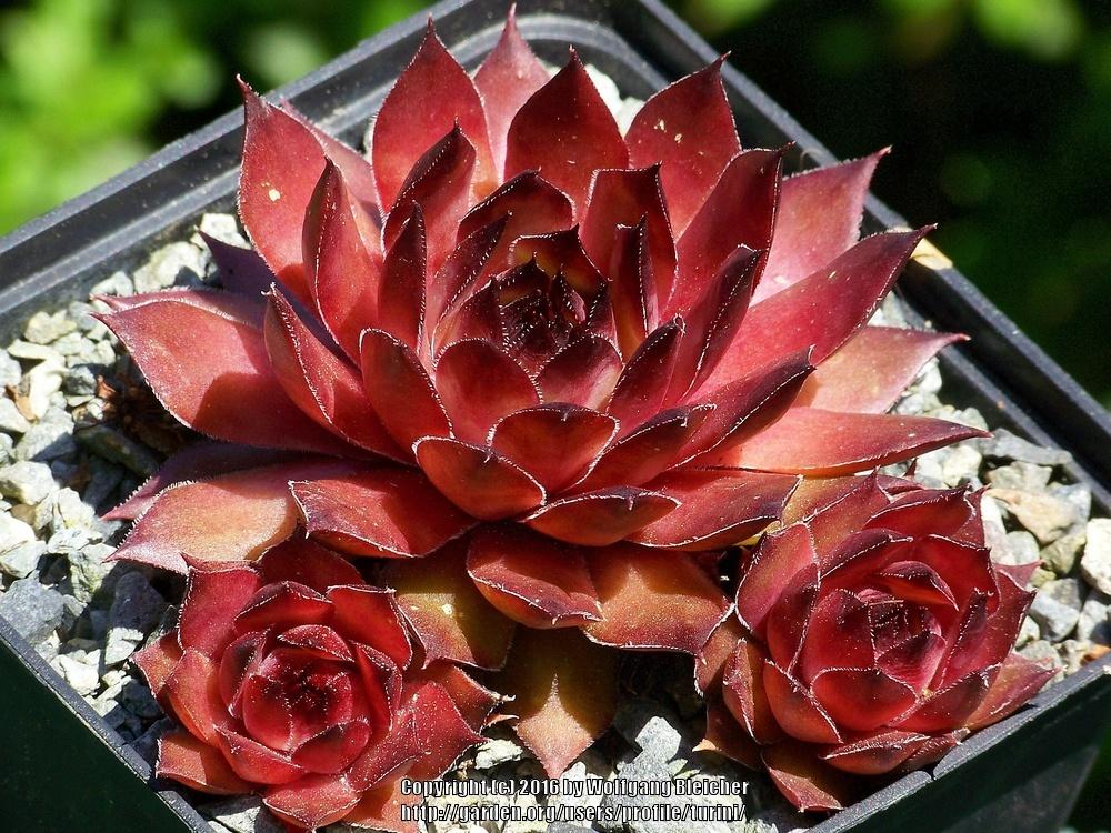 Photo of Hen and Chicks (Sempervivum 'Agua') uploaded by turini