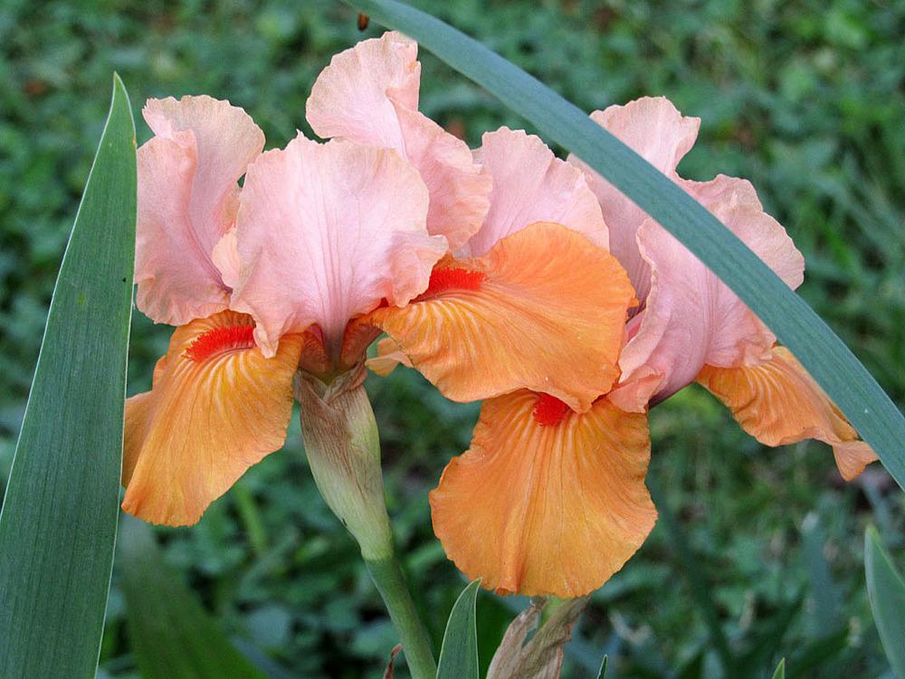 Photo of Intermediate Bearded Iris (Iris 'Furioso') uploaded by Lestv
