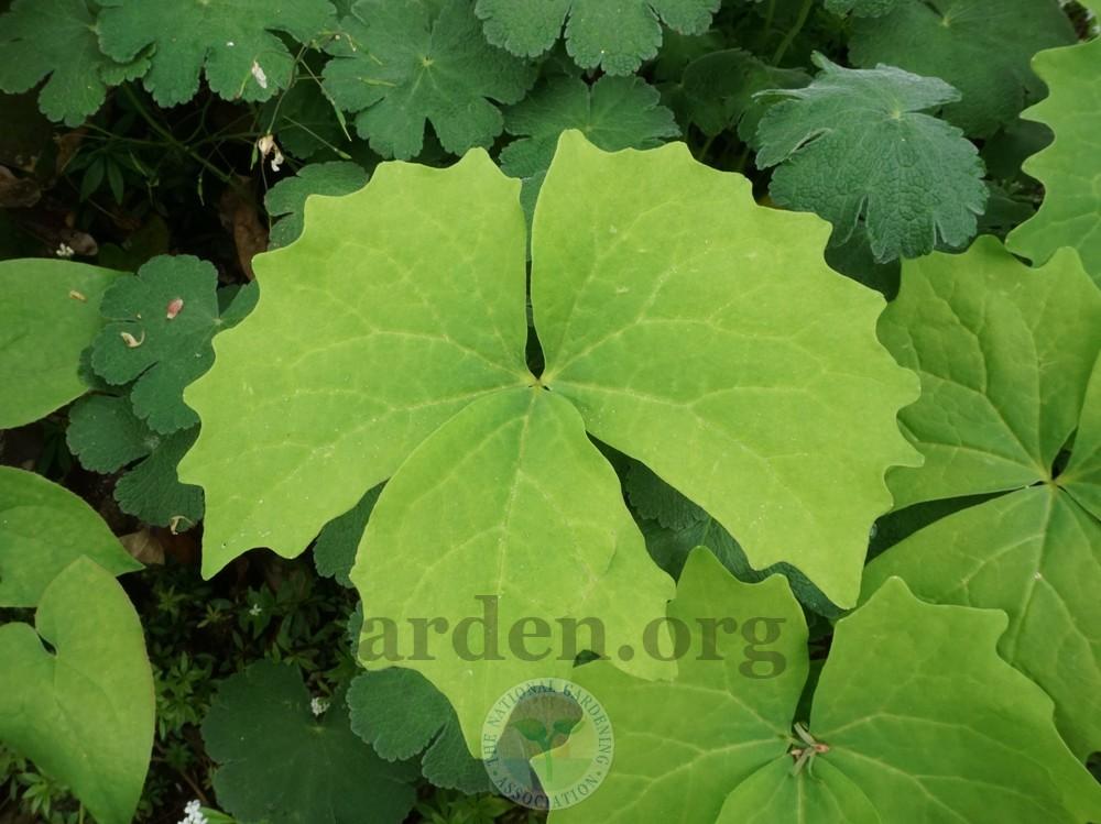 Photo of Vanilla leaf (Achlys triphylla) uploaded by Patty