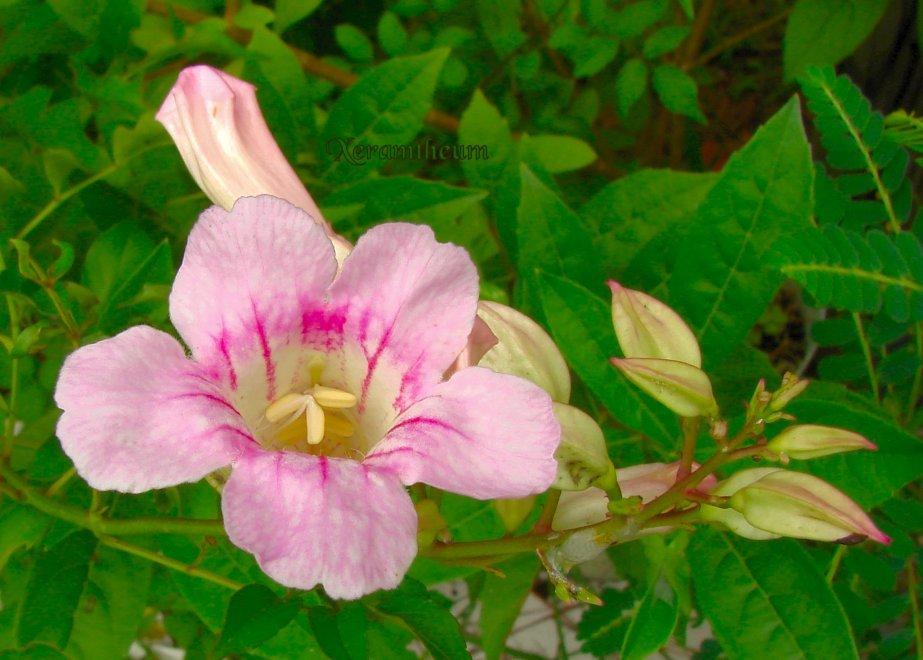 Photo of Pink Trumpet Vine (Podranea ricasoliana) uploaded by Xeramtheum