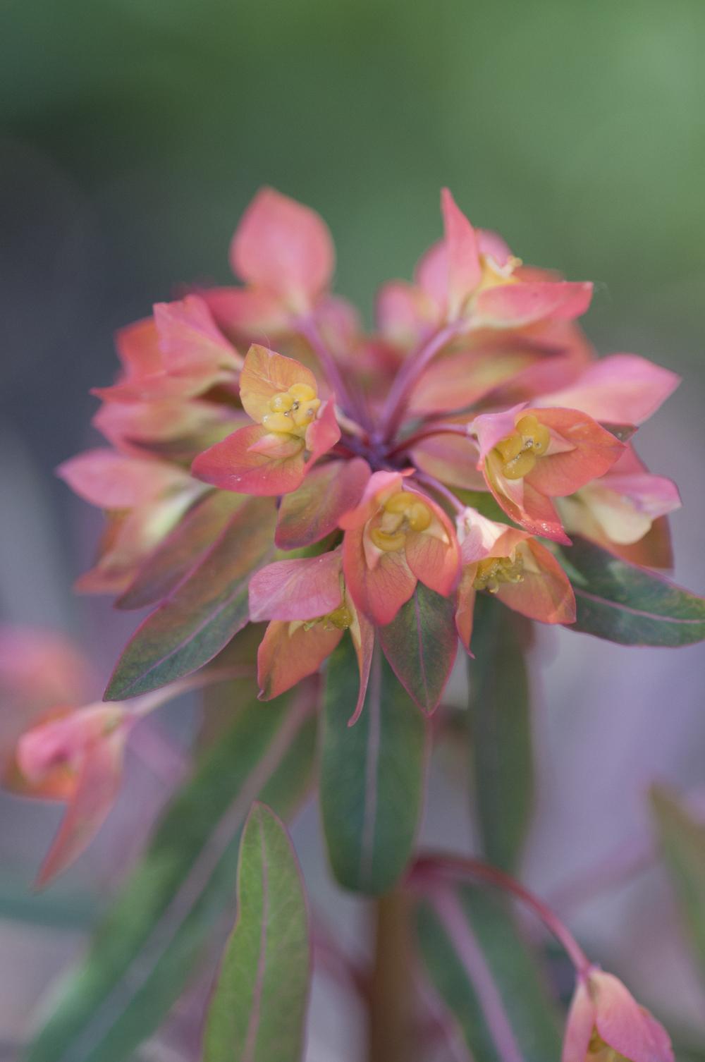 Photo of Euphorbia (Euphorbia griffithii 'Fireglow') uploaded by cliftoncat
