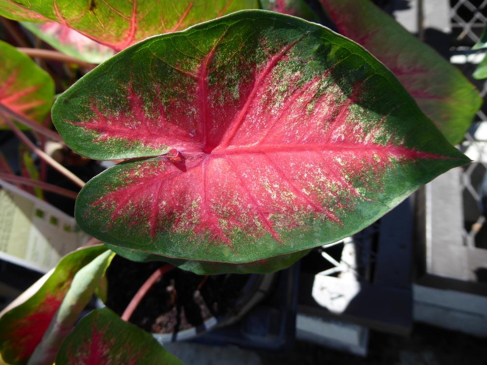 Photo of Fancy-leaf Caladium (Caladium 'Bombshell') uploaded by mellielong