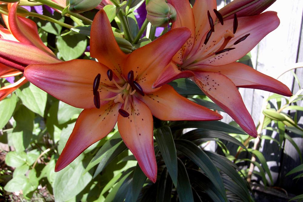 Photo of Lily (Lilium 'Royal Sunset') uploaded by smiley