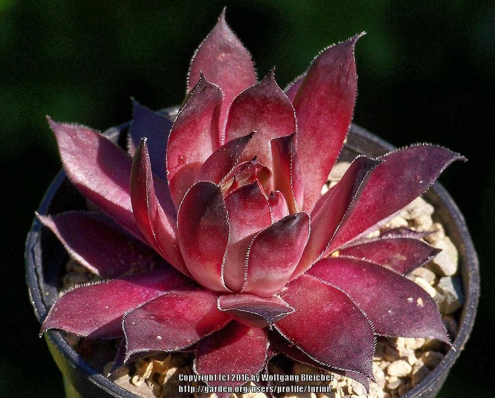 Photo of Hen and Chicks (Sempervivum 'Taara') uploaded by turini