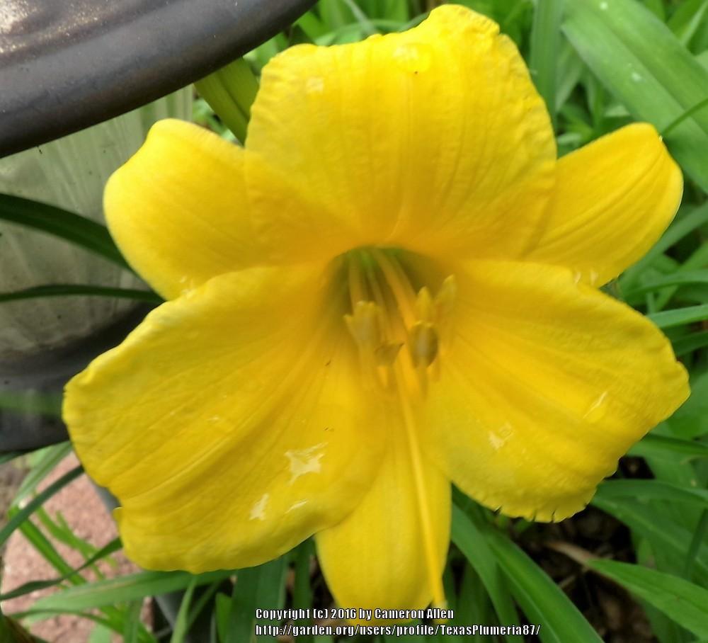Photo of Daylily (Hemerocallis 'Stella de Oro') uploaded by TexasPlumeria87