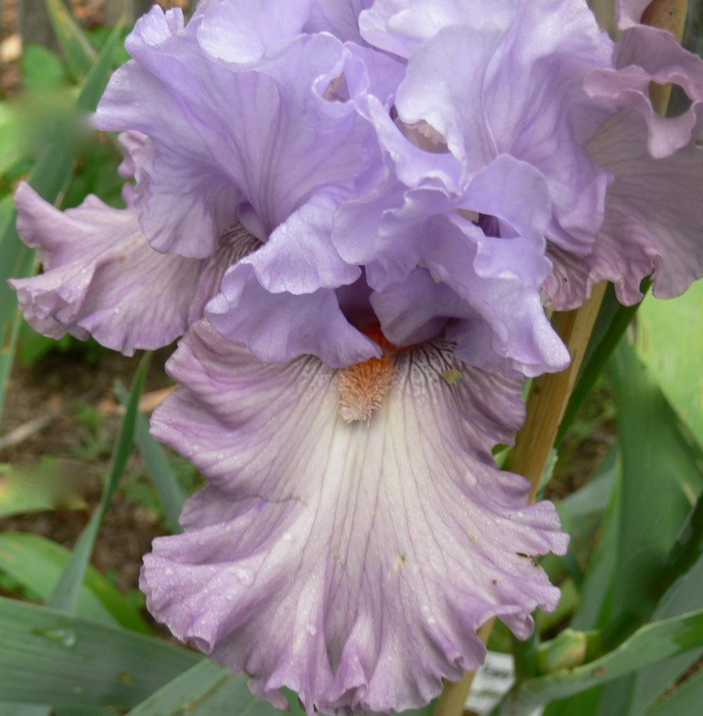 Photo of Tall Bearded Iris (Iris 'Curtsy Queen') uploaded by janwax