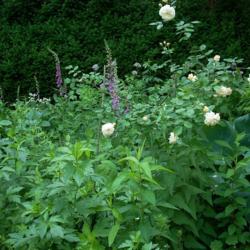 Location: my garden
Date: Summer 2010
Rosa 'Buff Beauty' in a shady cottage garden with thalictrum, fox