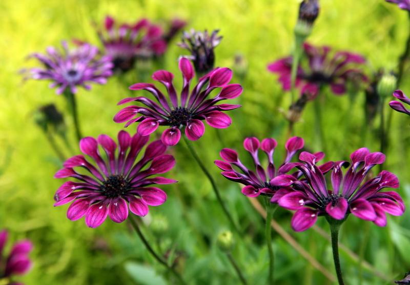 Photo of African Daisy (Osteospermum ecklonis Deluxe FlowerPower® Spider Purple) uploaded by Calif_Sue