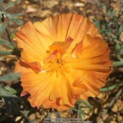 Location: Hamilton Square Garden, Historic City Cemetery, Sacramento CA.
Date: 2016-05-09
Zone 9b. Petals are thick and pleated on this one.