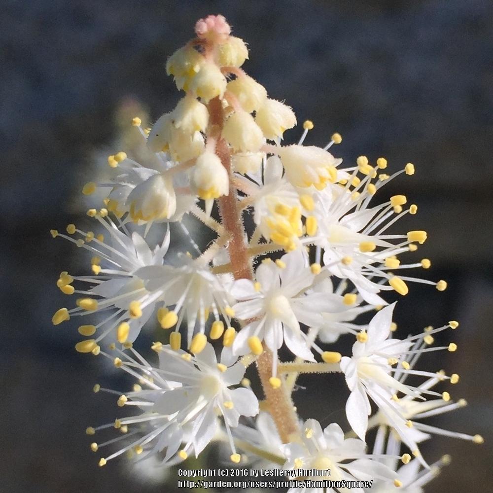 Photo of Foam Flower (Tiarella cordifolia) uploaded by HamiltonSquare