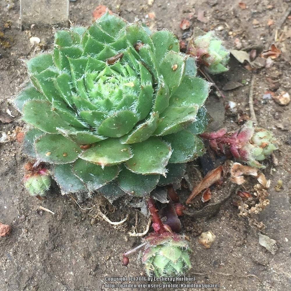 Photo of Hen and Chicks (Sempervivum 'Carnival') uploaded by HamiltonSquare