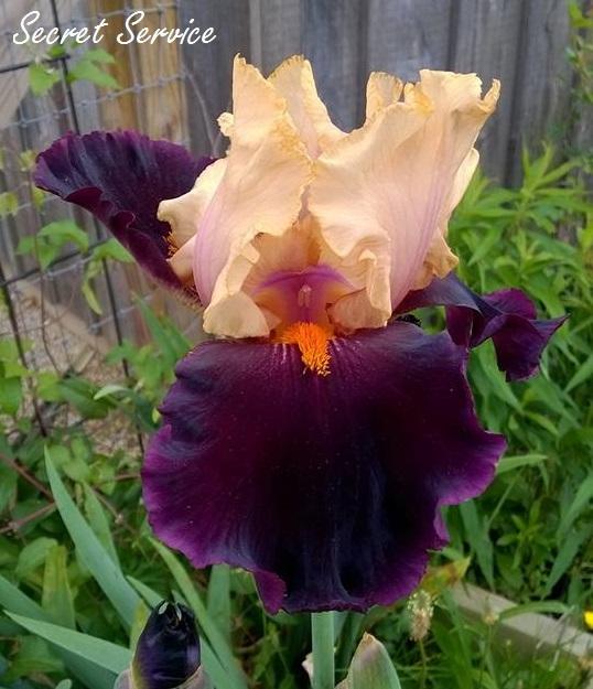 Photo of Tall Bearded Iris (Iris 'Secret Service') uploaded by TammyB