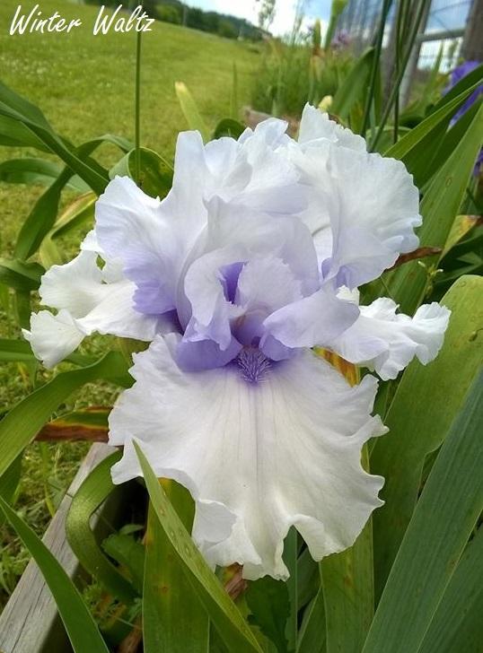 Photo of Tall Bearded Iris (Iris 'Winter Waltz') uploaded by TammyB