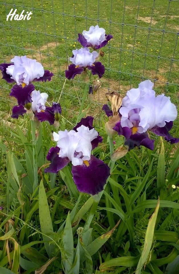Photo of Tall Bearded Iris (Iris 'Habit') uploaded by TammyB