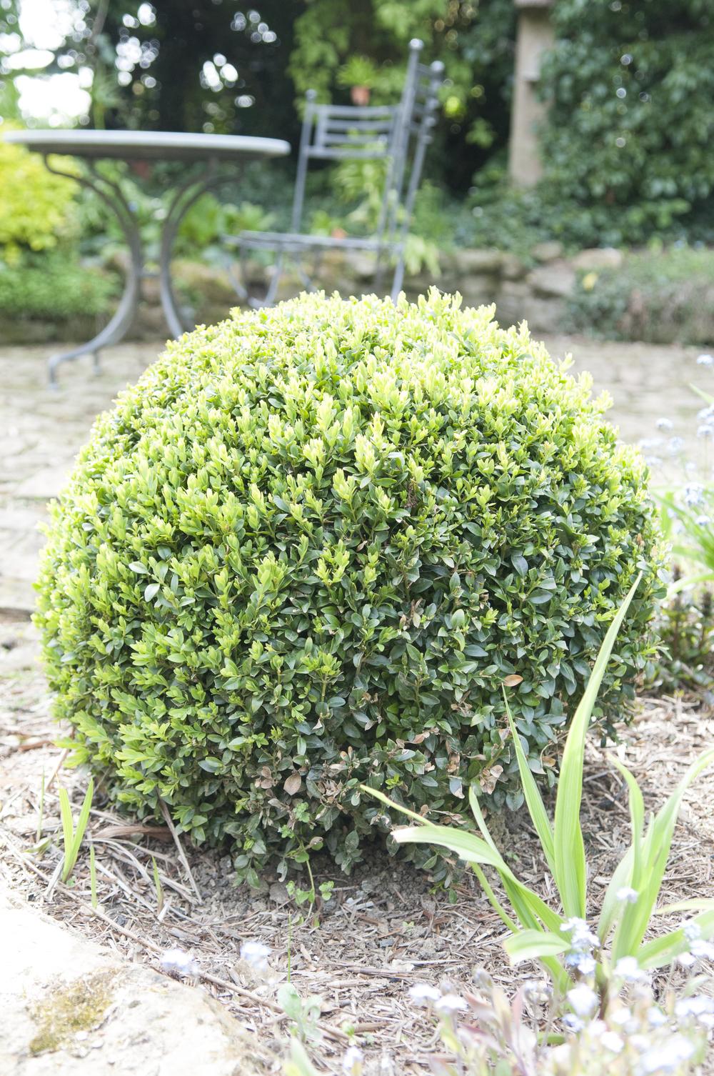 Photo of Common Boxwood (Buxus sempervirens) uploaded by cliftoncat
