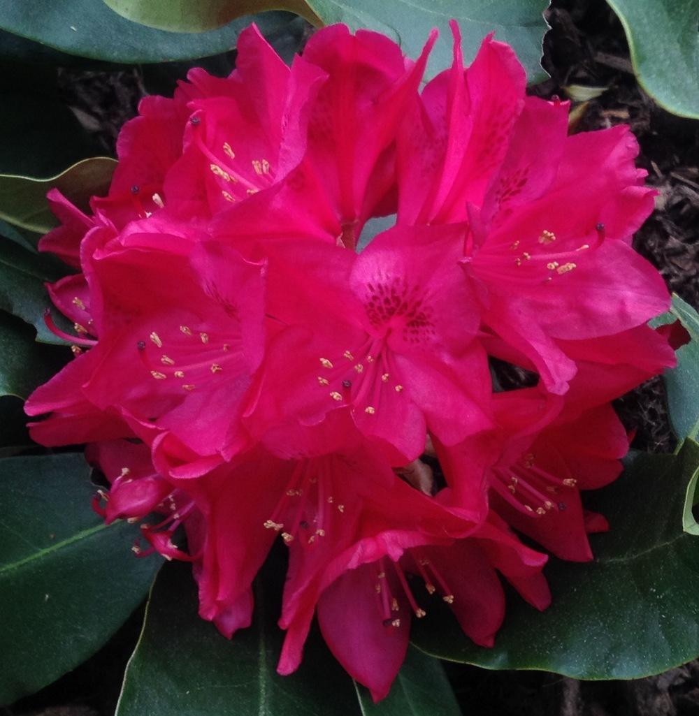 Photo of Rhododendron 'Nova Zembla' uploaded by csandt