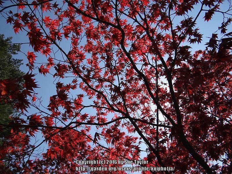 Photo of Japanese Maple (Acer palmatum) uploaded by kniphofia