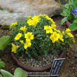 Location: RHS Harlow Carr alpine house, Yorkshire, UK
Date: 2016-05-09