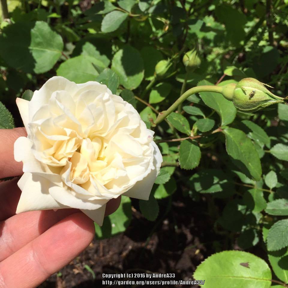 Photo of Rose (Rosa 'Winchester Cathedral') uploaded by AndreA33