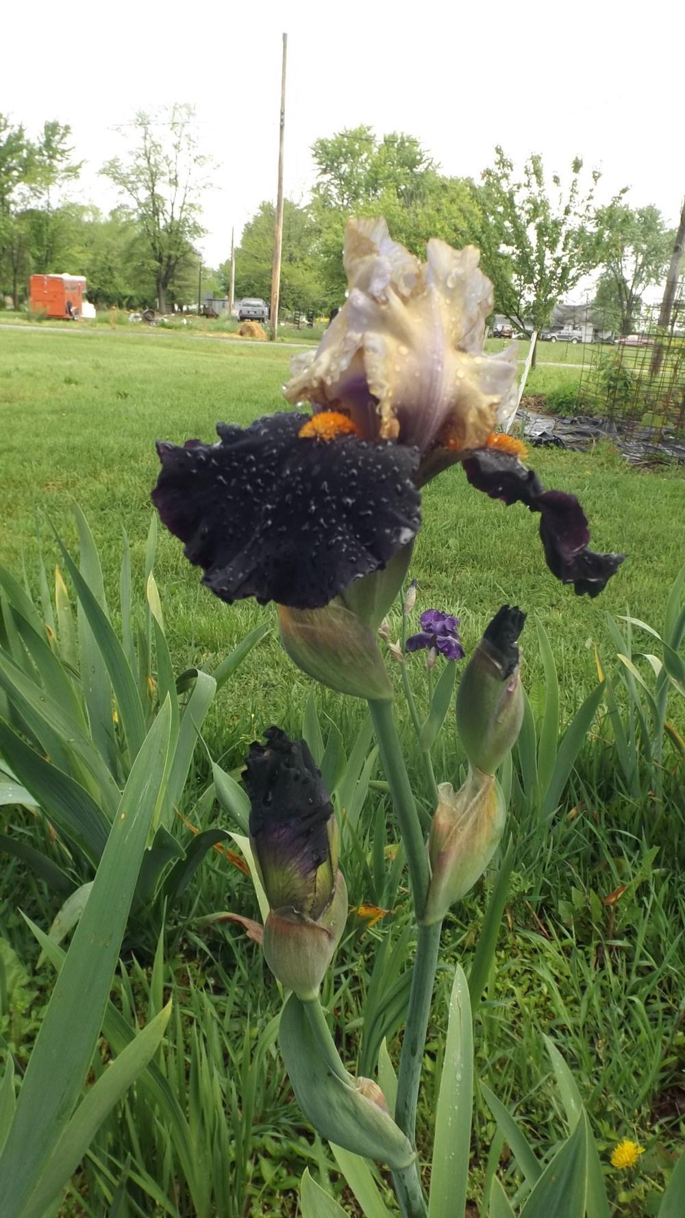 Photo of Tall Bearded Iris (Iris 'Secret Service') uploaded by DKribs