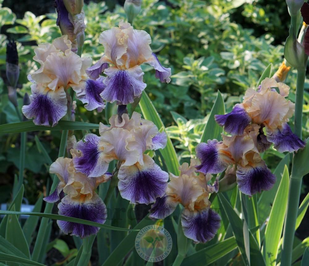 Photo of Tall Bearded Iris (Iris 'Spendthrift') uploaded by Patty