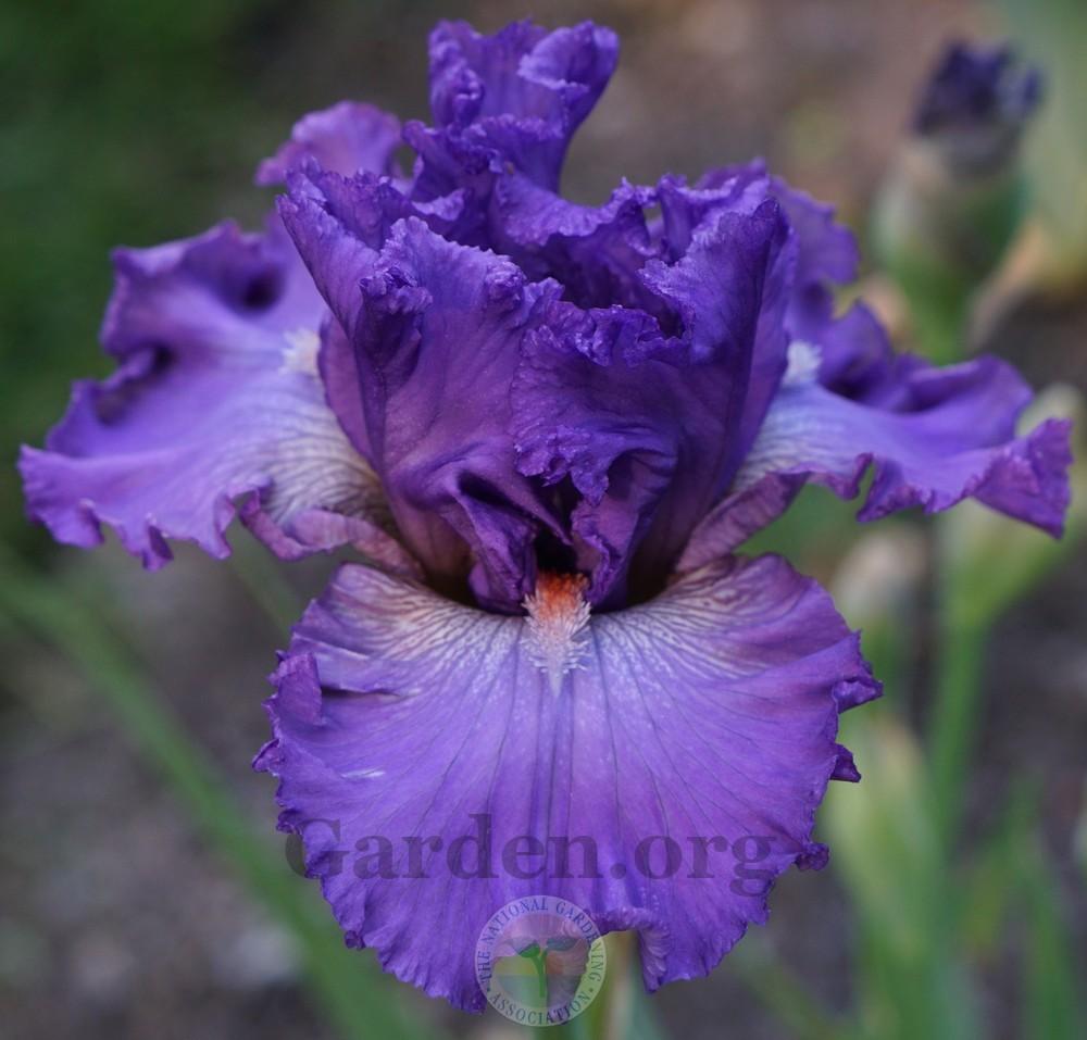Photo of Border Bearded Iris (Iris 'Imbroglio') uploaded by Patty
