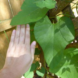 Location: Lutz, FL
Date: 2016-05-11
Third year and I have leaves as big as my hand!