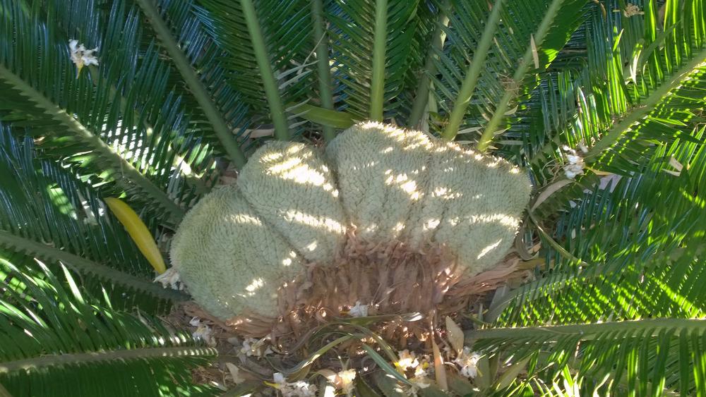 Photo of Sago Palm (Cycas revoluta) uploaded by sharono