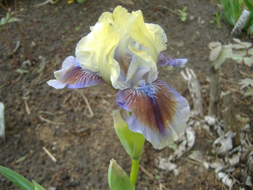 Photo of Standard Dwarf Bearded Iris (Iris 'Rainbow Rim') uploaded by tveguy3