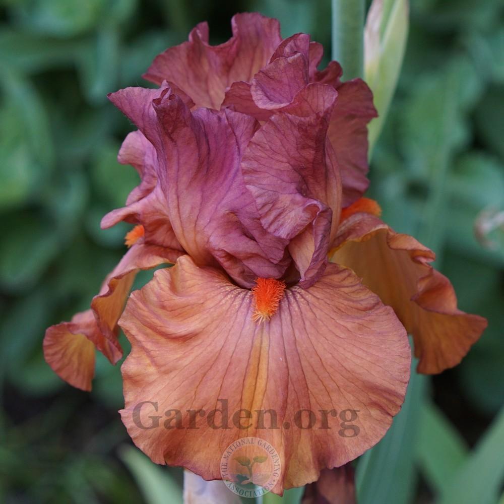 Photo of Tall Bearded Iris (Iris 'Flame Amber') uploaded by Patty