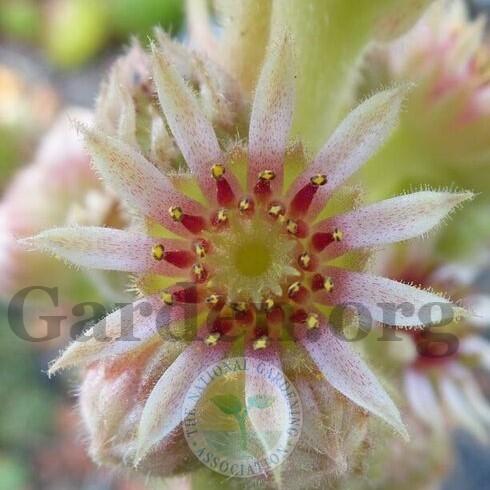 Photo of Hen and Chicks (Sempervivum calcareum 'Pink Pearl') uploaded by Patty