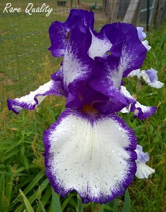 Photo of Tall Bearded Iris (Iris 'Rare Quality') uploaded by TammyB
