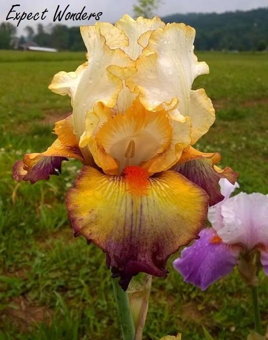 Photo of Tall Bearded Iris (Iris 'Expect Wonders') uploaded by TammyB