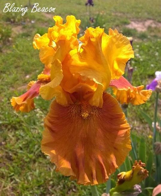 Photo of Tall Bearded Iris (Iris 'Blazing Beacon') uploaded by TammyB