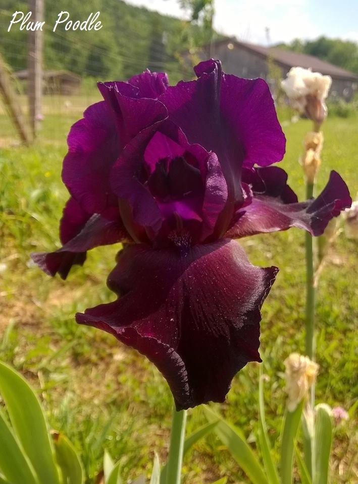 Photo of Tall Bearded Iris (Iris 'Plum Poodle') uploaded by TammyB
