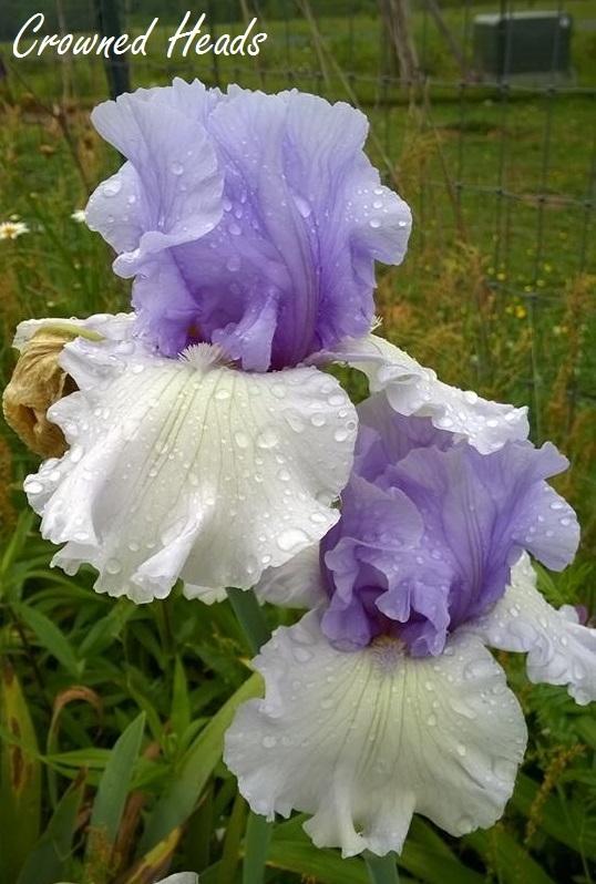 Photo of Tall Bearded Iris (Iris 'Crowned Heads') uploaded by TammyB