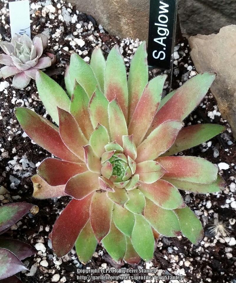 Photo of Hen and Chicks (Sempervivum 'Aglow') uploaded by TerriStanley