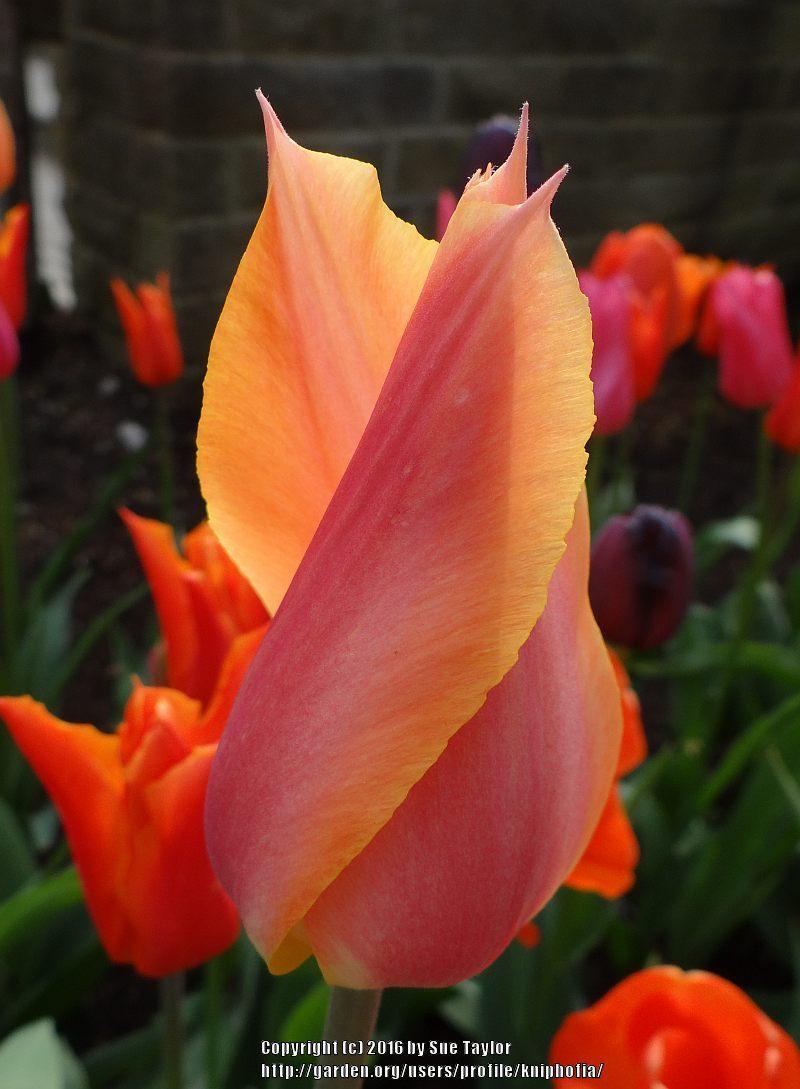 Photo of Single Late Tulip (Tulipa 'Perestroyka') uploaded by kniphofia