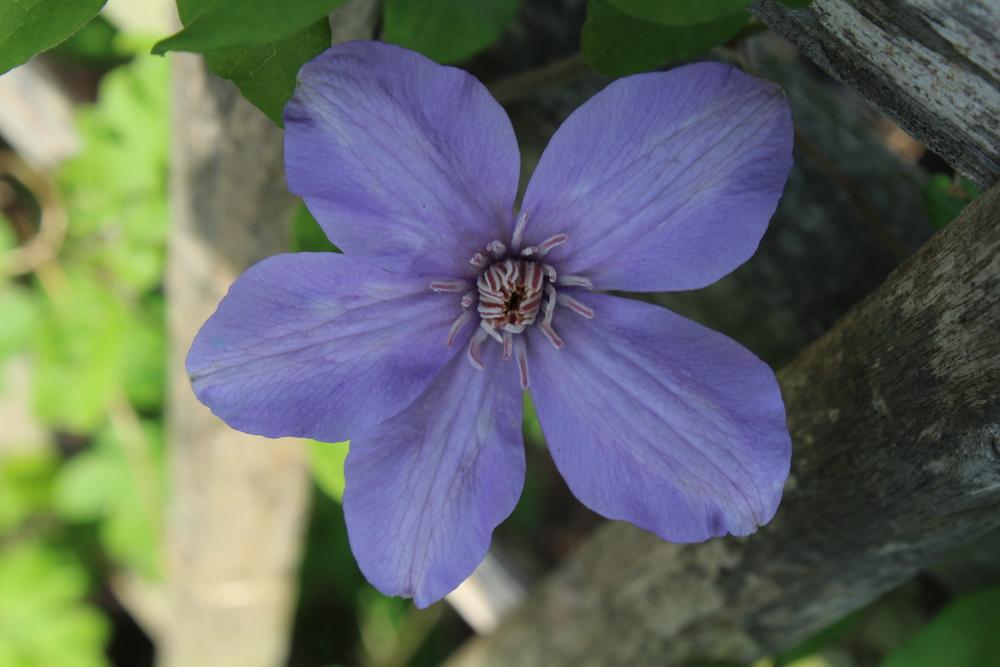 Photo of Clematis Sugar-Sweet Lilac™ uploaded by kousa