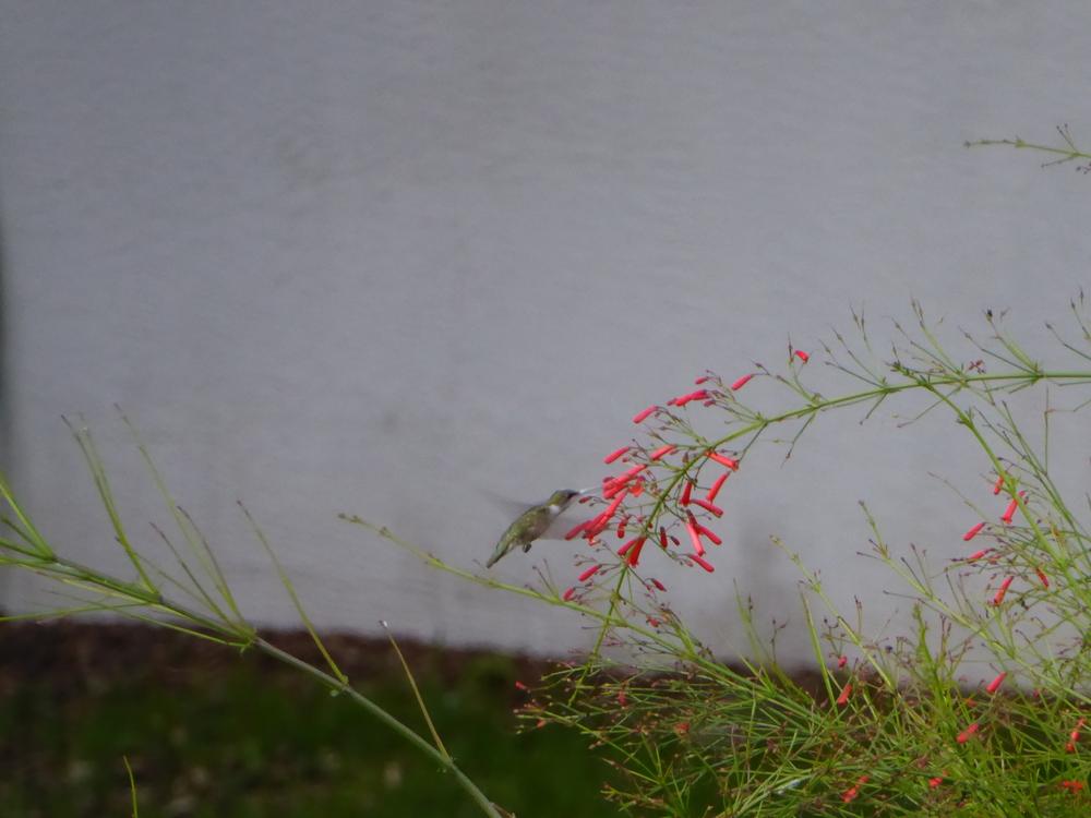 Photo of Firecracker Plant (Russelia equisetiformis) uploaded by mellielong