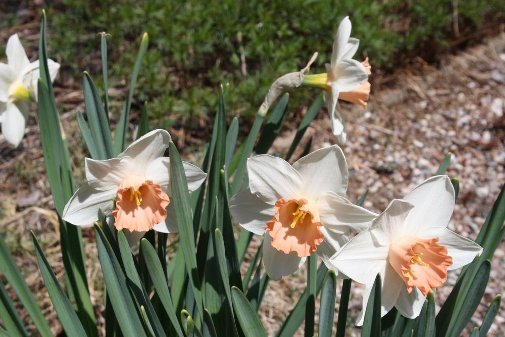 Photo of Large-cupped Daffodil (Narcissus 'Romance') uploaded by touchofsky
